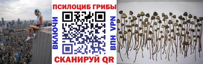 Псилоцибиновые грибы Psilocybe  Купить где  Саяногорск 
