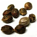 Семена марихуаны АК-47  (Seeds AK-47) в Саяногорске